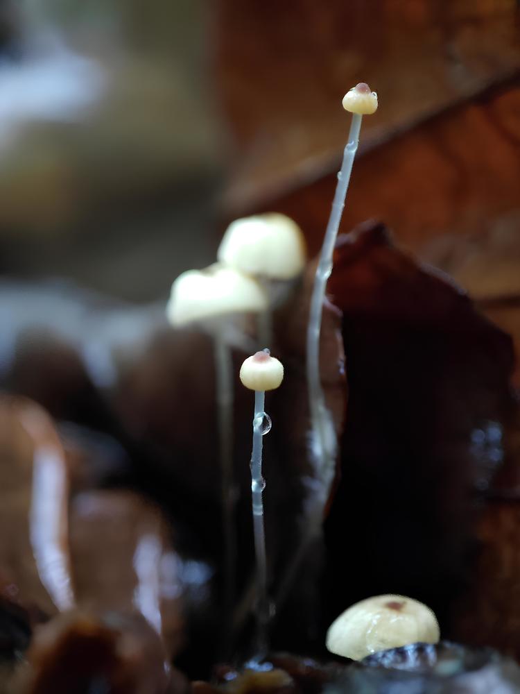 LITTLE DROPLET