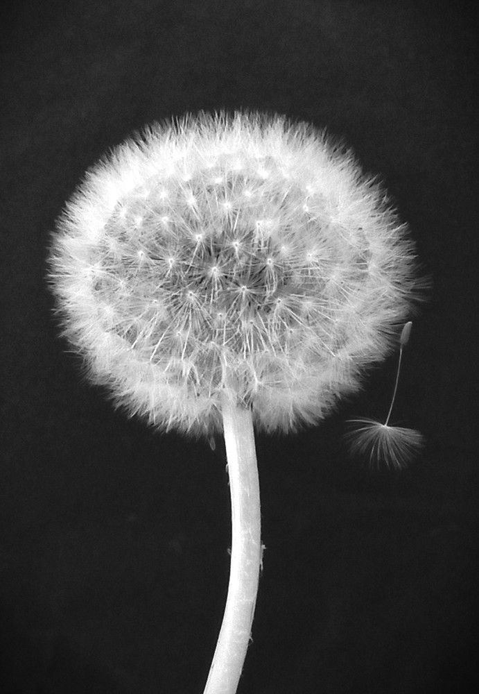 Photograph by Галина Воеводенко
