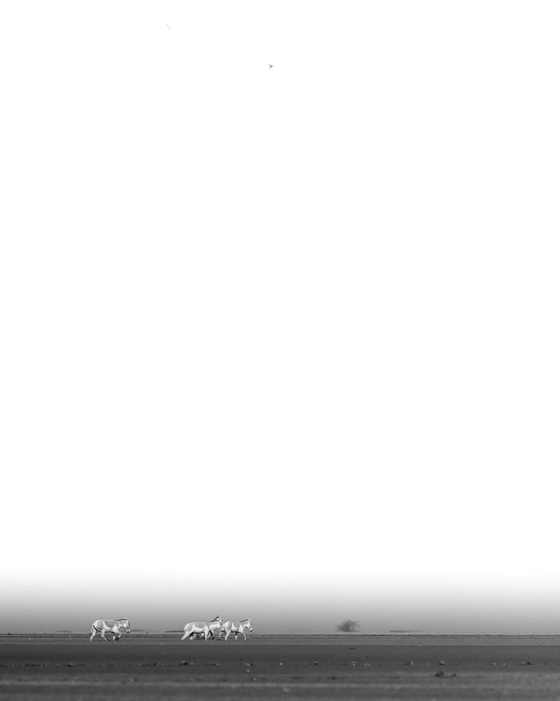 Фотография автора HITESH PATEL