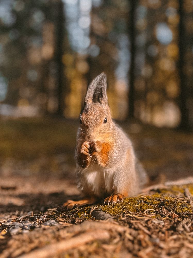 Фотография автора Анастасия Гусева