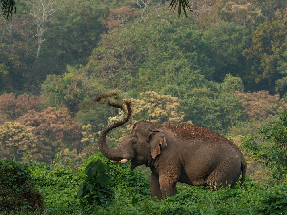 Фотография автора Anandhu M