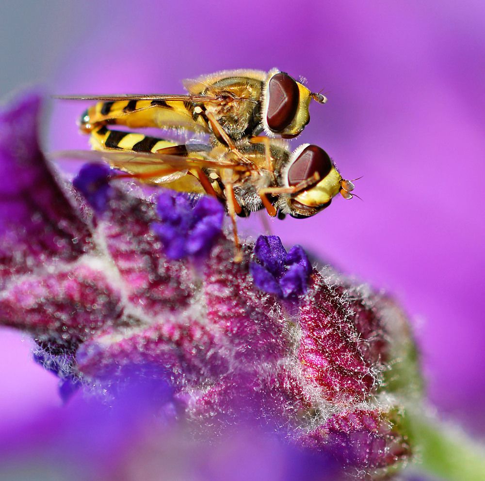 Photograph by Marjo Steffen