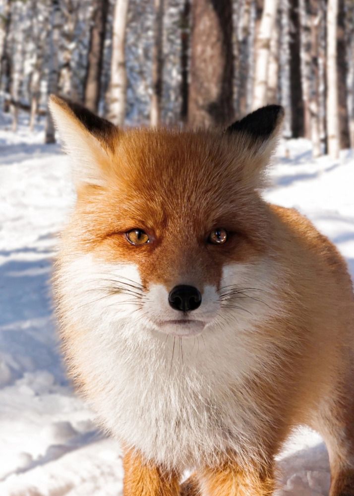 Photograph by Максим Колосов