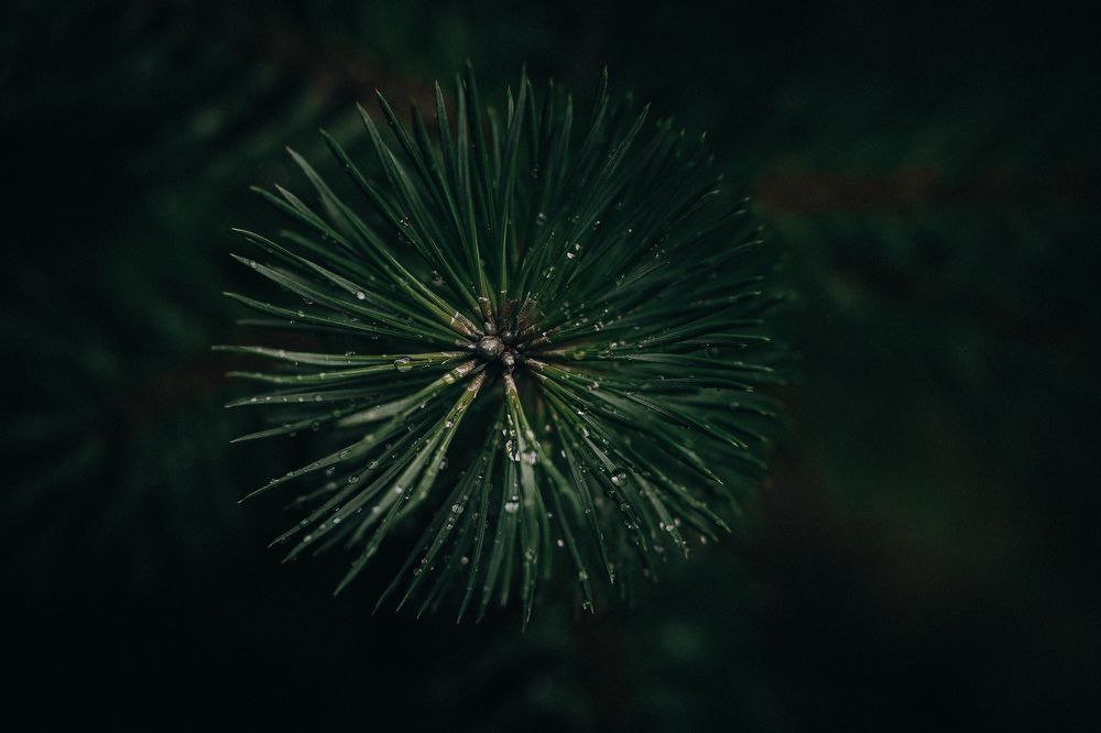 Photograph by Валерия Гуртовая