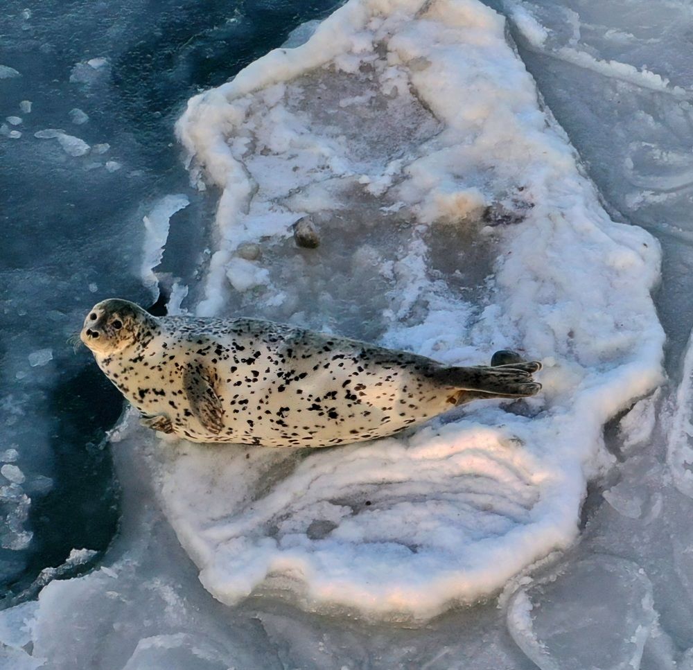 Photograph by Лариса Ким