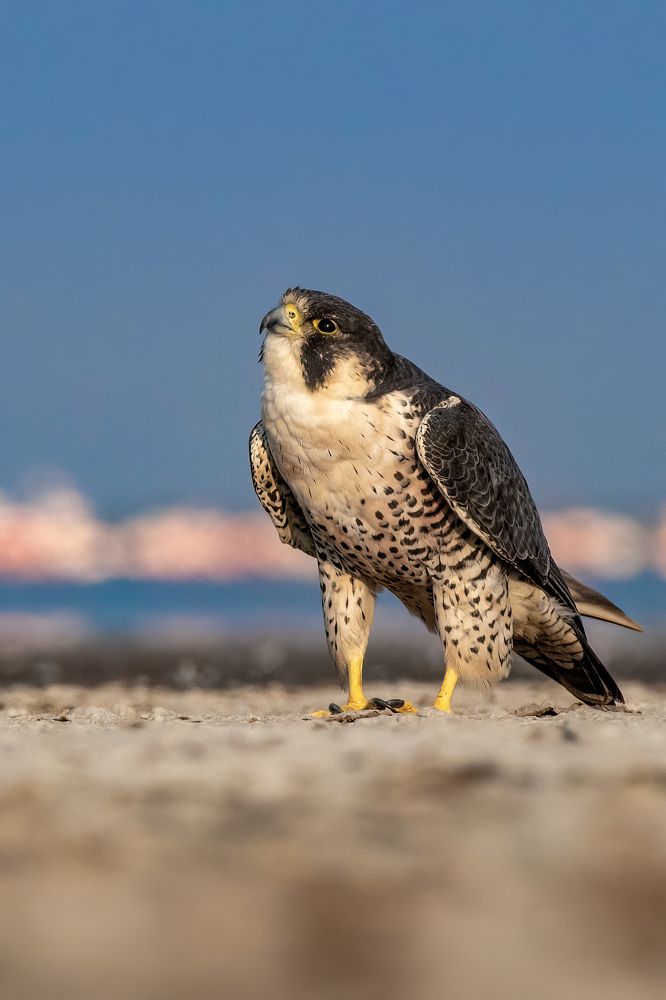 Фотография автора Arkajit Chakraborty