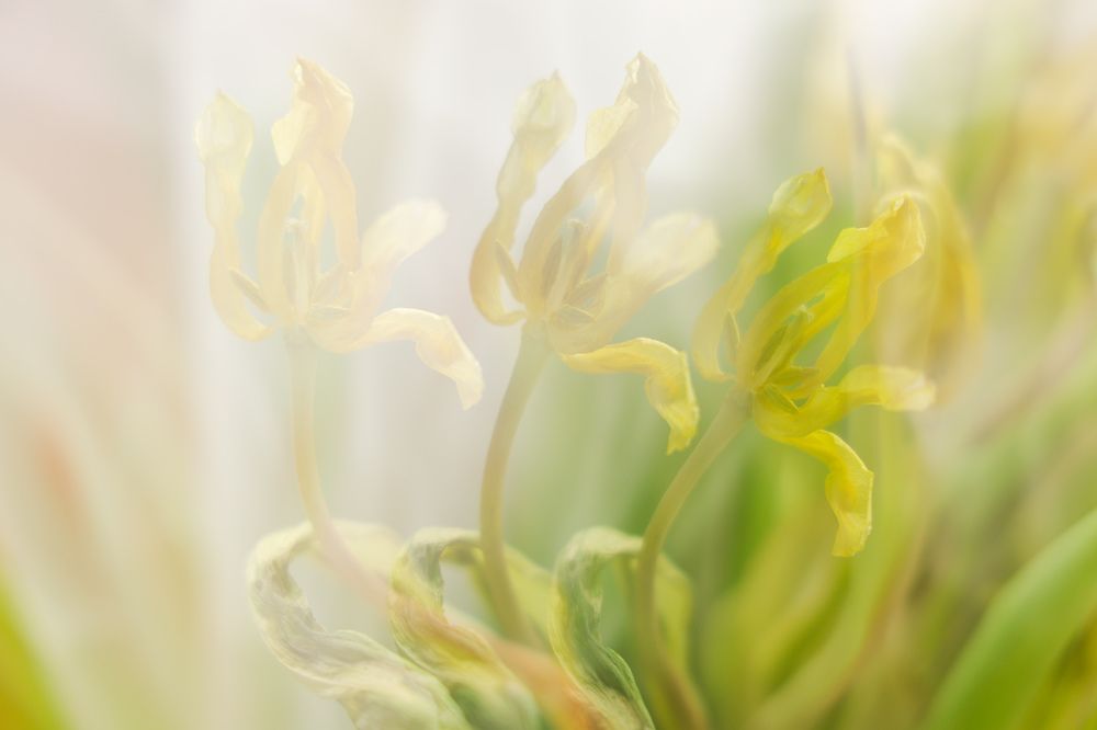 Photograph by Валерия Гуртовая