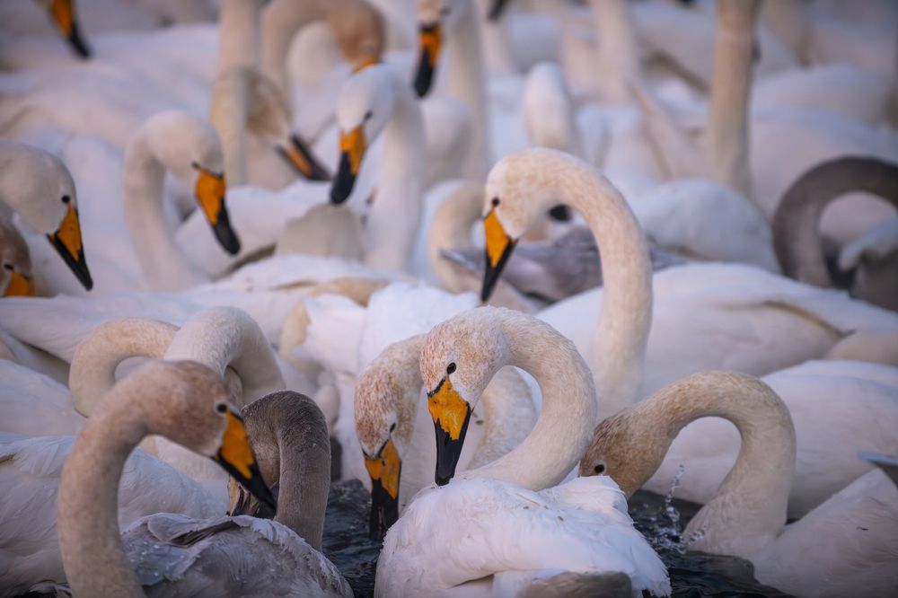 Photograph by Сергей Шерстнев