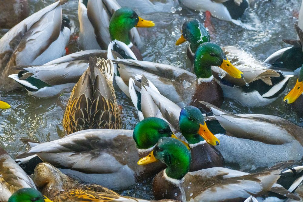 Photograph by Сергей Шерстнев