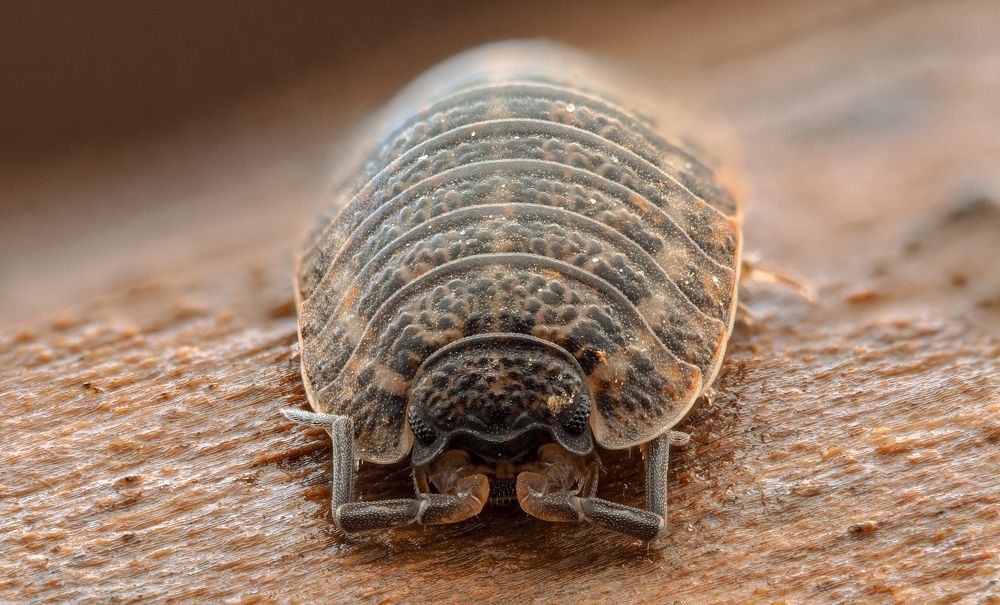 Фотография автора Илья