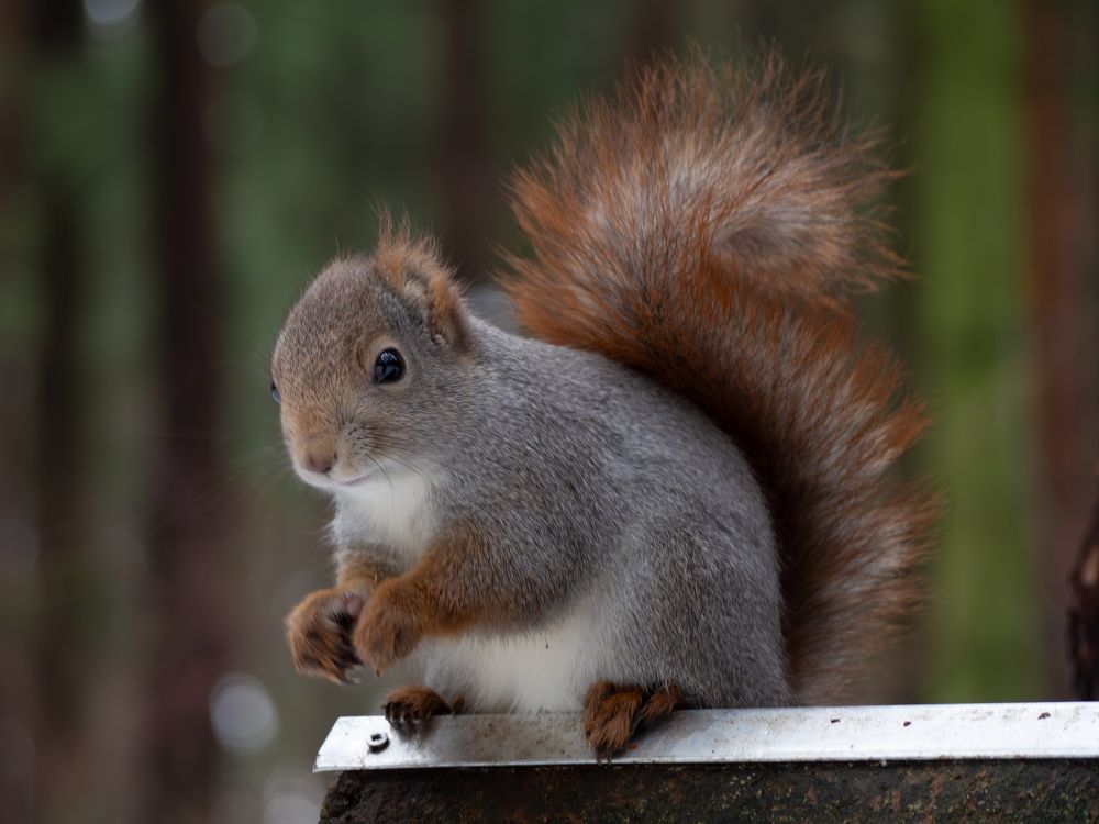 Фотография автора Юрий Володин