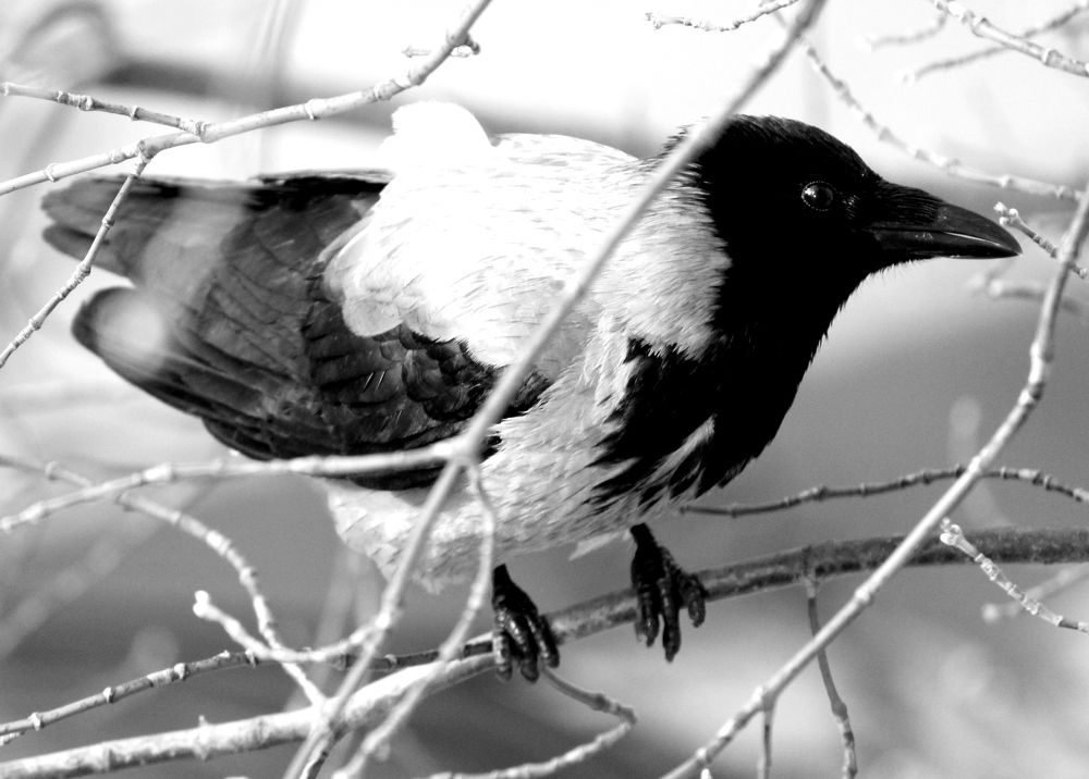 Photograph by Жанна Нечаева