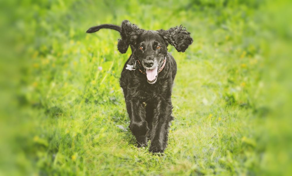 В память о Кузеньке.