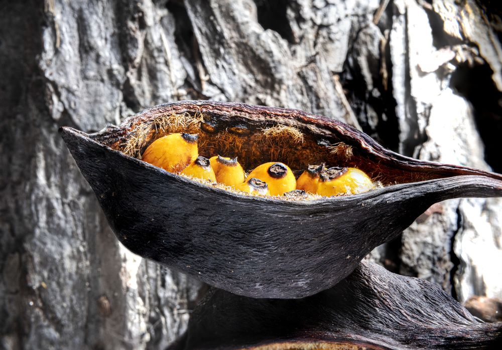 Kurrajong in Barcelona.