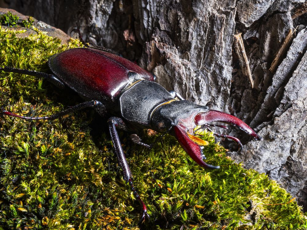 The Forest Beetle.