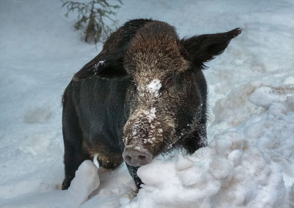 Photograph by Светлана Холодняк