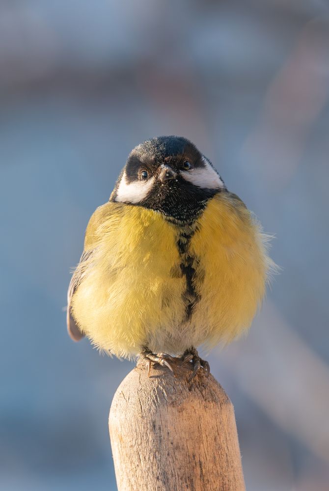 Photograph by Альварис Сукманюк