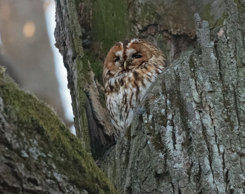 Photograph by Светлана Холодняк