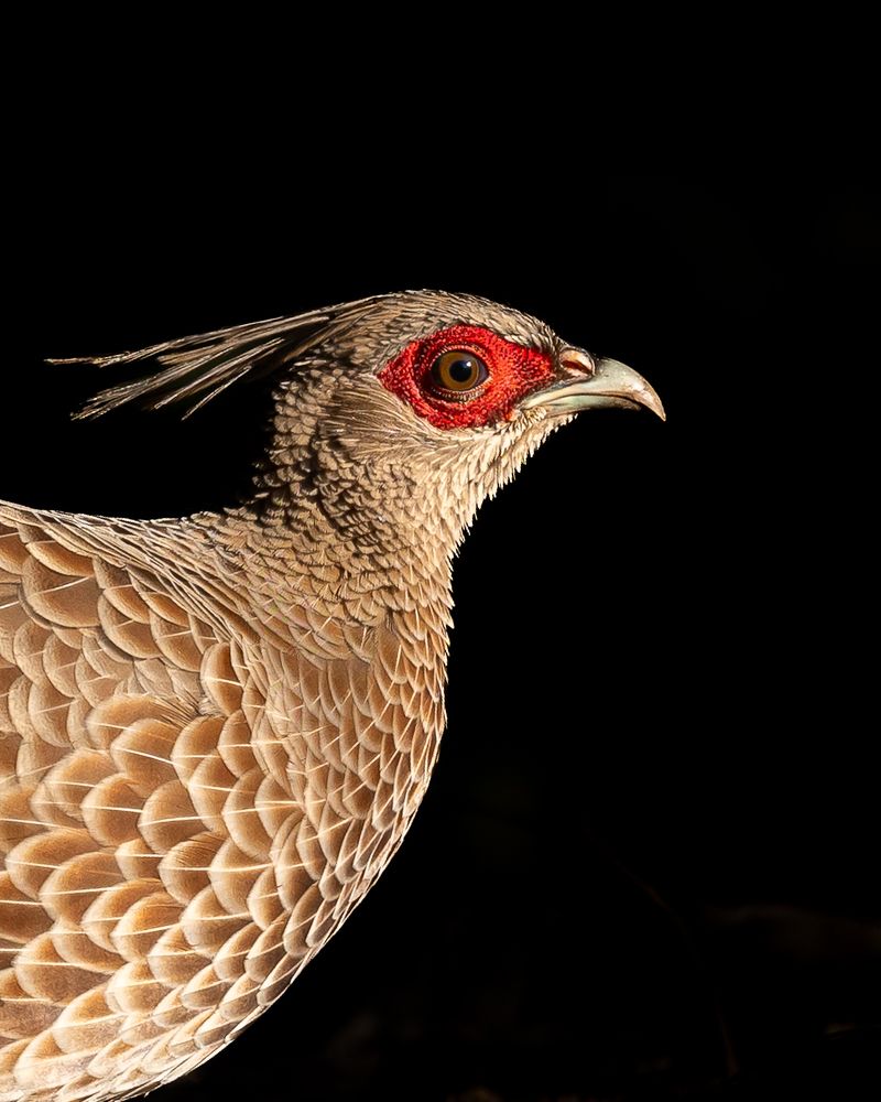 Фотография автора HITESH PATEL