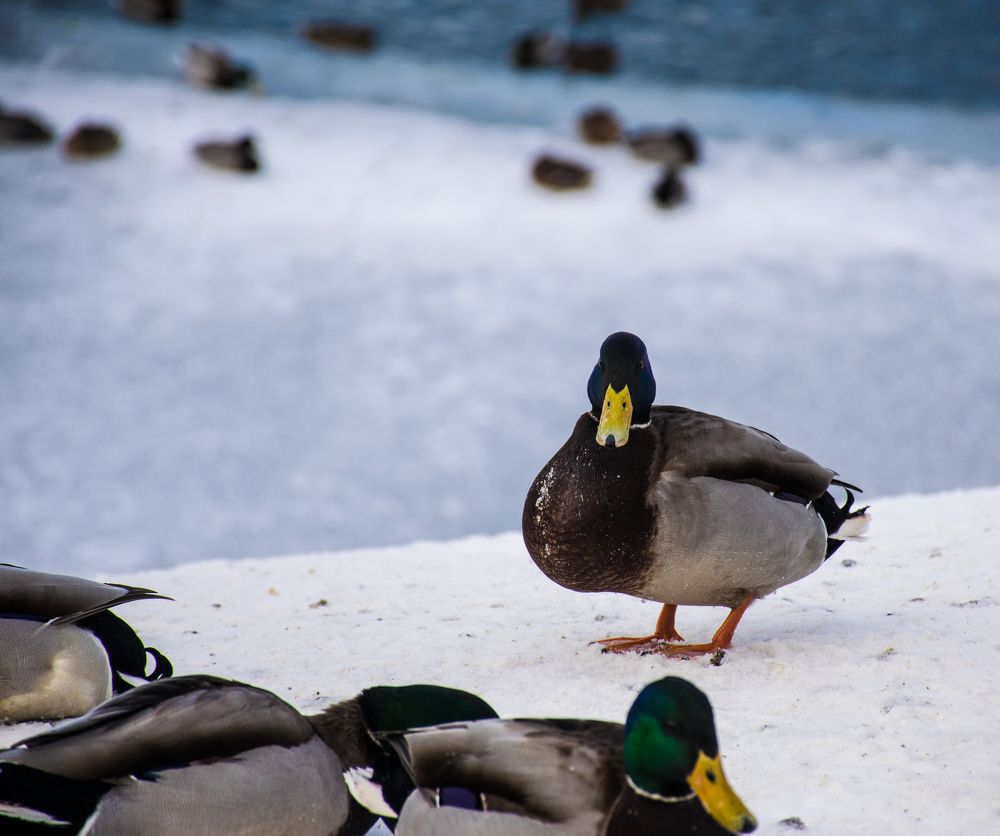 Photograph by Роман Гуров