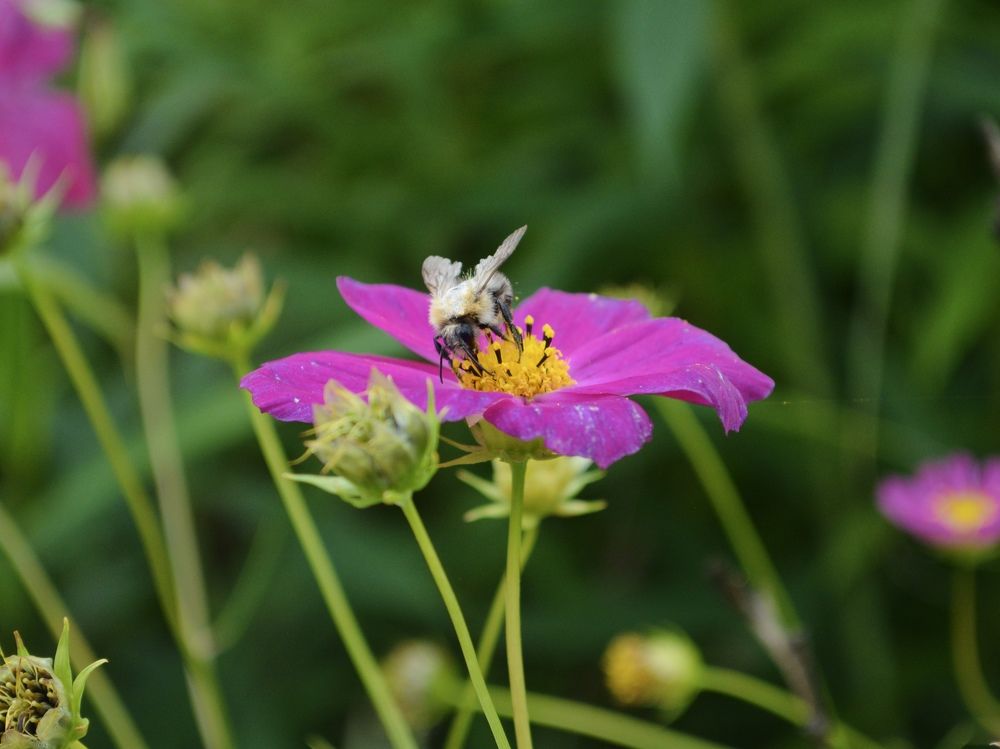 A bee on a flower