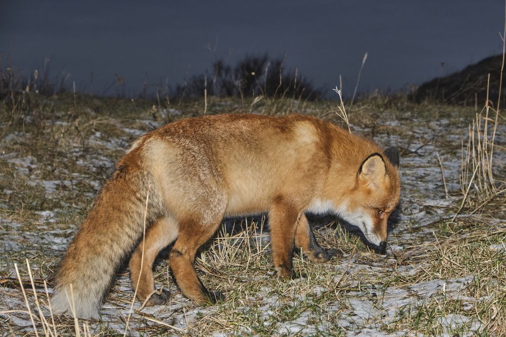 Photograph by Олег Яромий