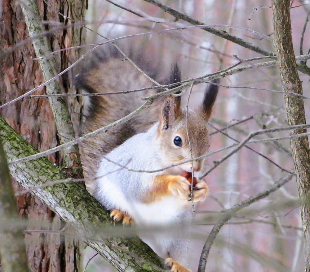 Вкусный орешек