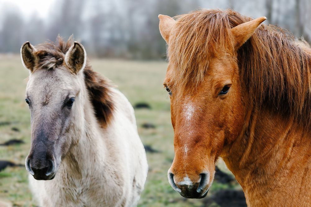 Фотография автора Halina Paspelava