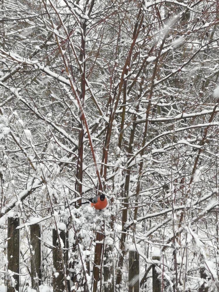 Photograph by София Лысова