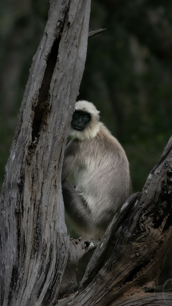 Photograph by Jemy Jose Mathew