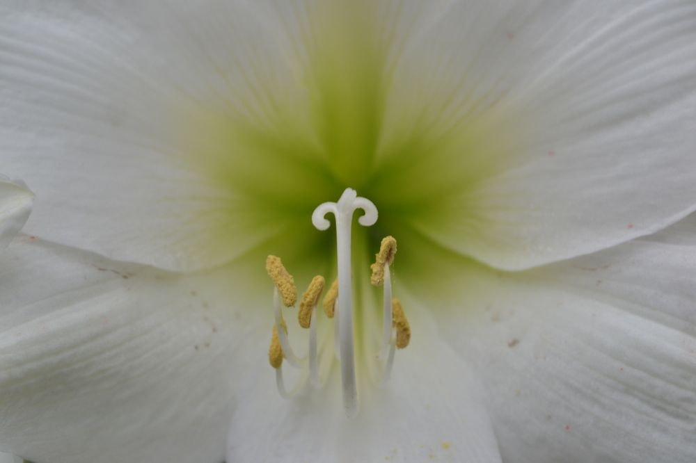 Photograph by Gildo de Campos Correa