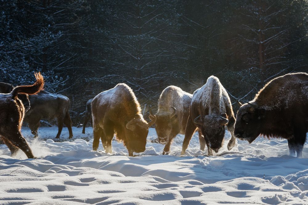 Photograph by Низовцева Елена