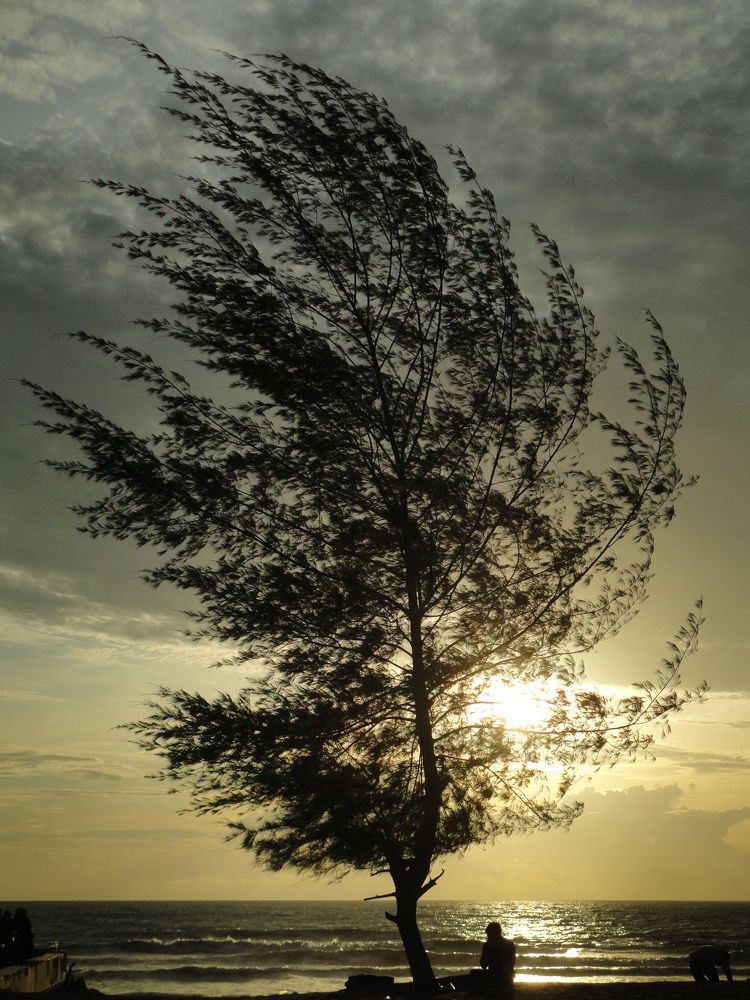 Shady trees bring noise.