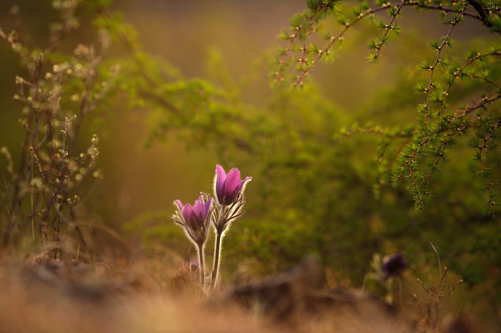 Photograph by Aleksey Maevskiy