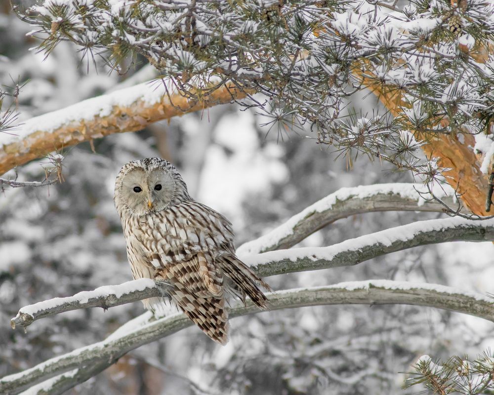 Photograph by Суслов Дмитрий