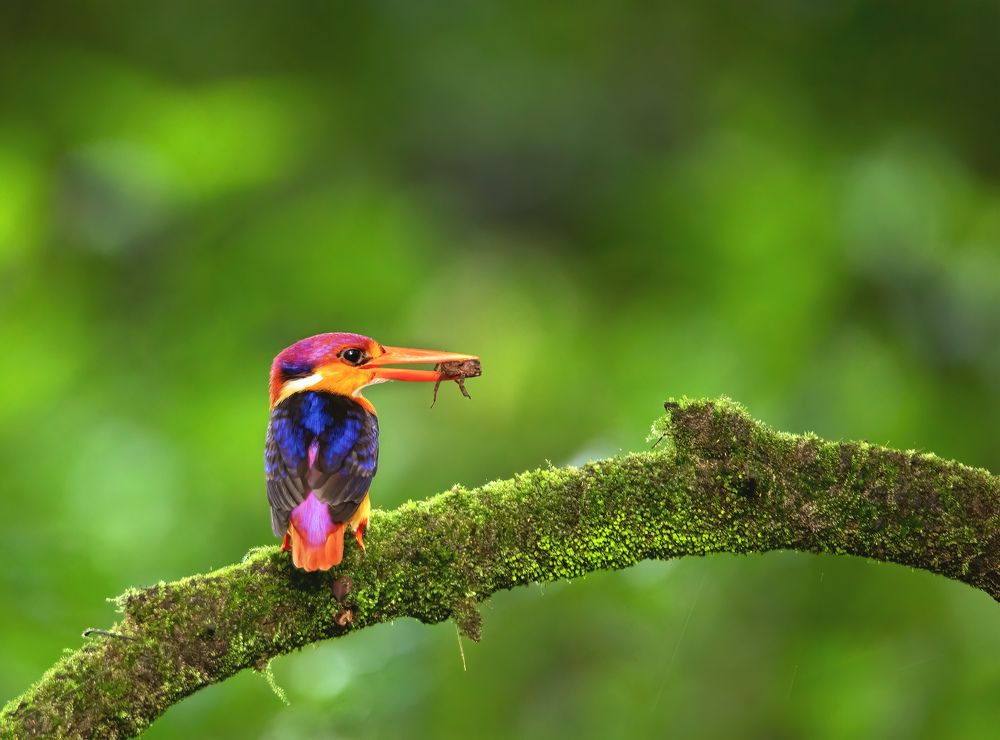Colour bomb - Black backed Dwarf Kingfisher
