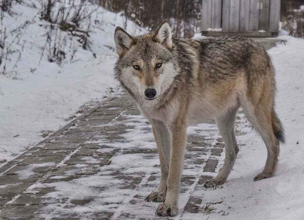 Photograph by Роман Пацкевич
