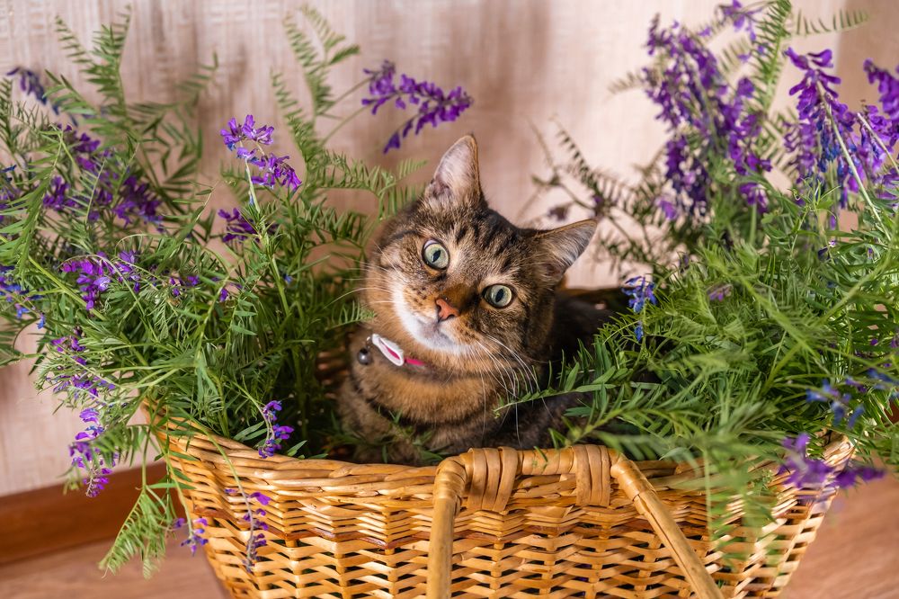 Фотография автора Андрей Арапов