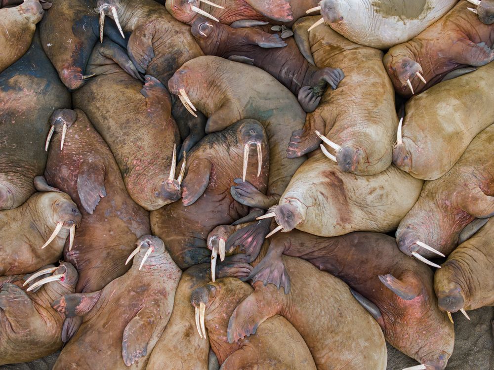 Heartbeats of the Arctic - A Bird’s Eye View