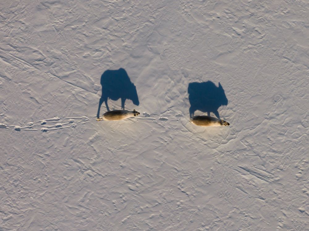 Heartbeats of the Arctic - A Bird’s Eye View