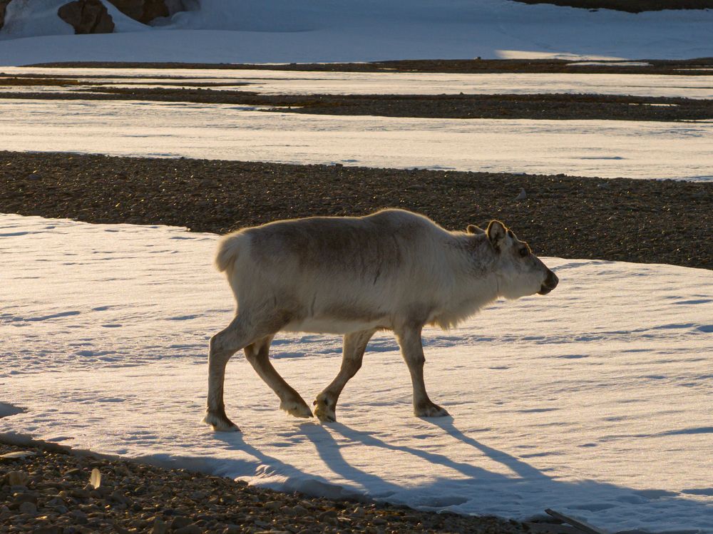 Heartbeats of the Arctic - A Bird’s Eye View