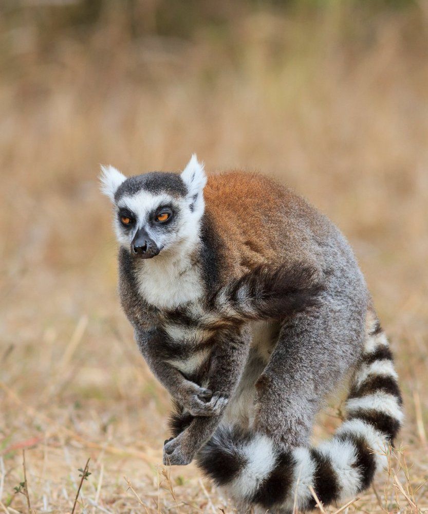 Ну я тебе сейчас хвост надеру...