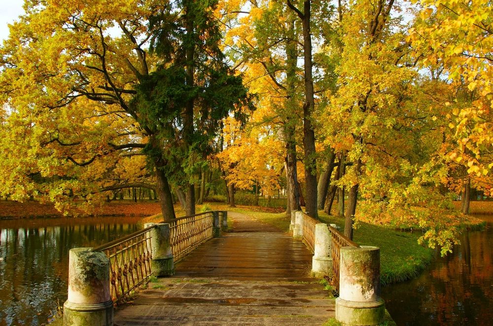 Bridge in autumn park
