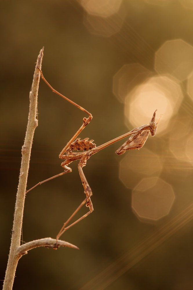 Солнечный ветер