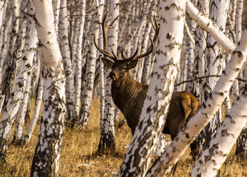 Рыцарь (Марал, или благородный олень)