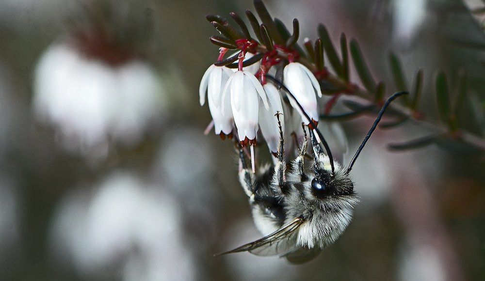 Морозной пылью серебрится ее песцовый воротник