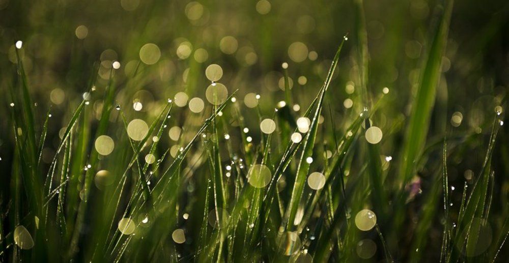 Травушка муравушка...