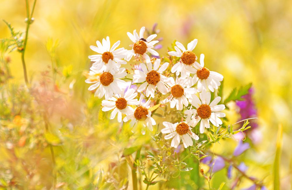 Летние краски