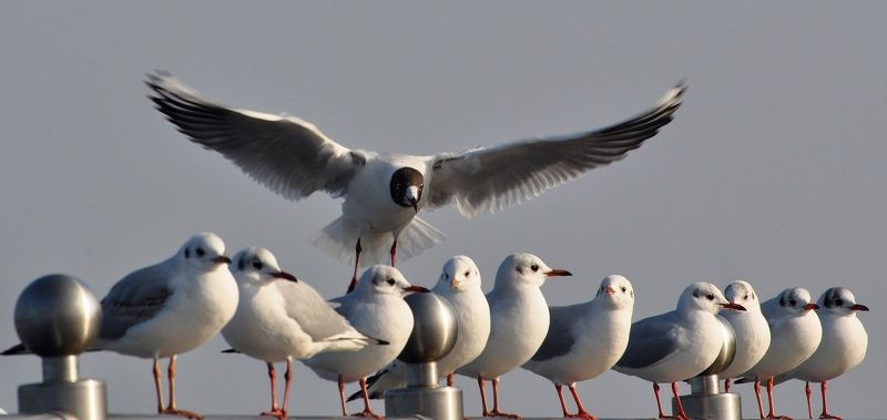 Valentin Darznieks, Russia