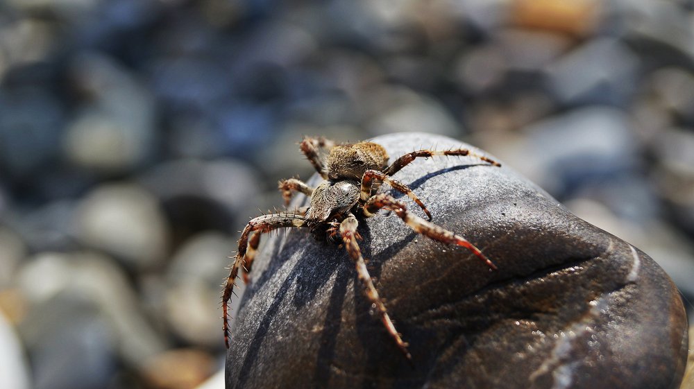 Солнечные ванны